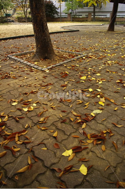 가을,낙엽,나무,공원,단풍,가을,계절,fall,autumn,season,leaf,잎,plant,식물,tree,ground,바닥