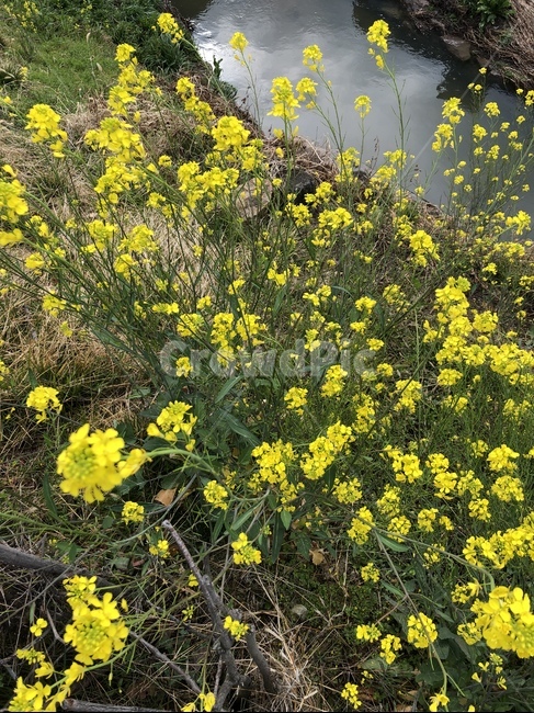 자연,봄,유채꽃,spring,flower,꽃,식물,자연,plants,nature,꽃,flower