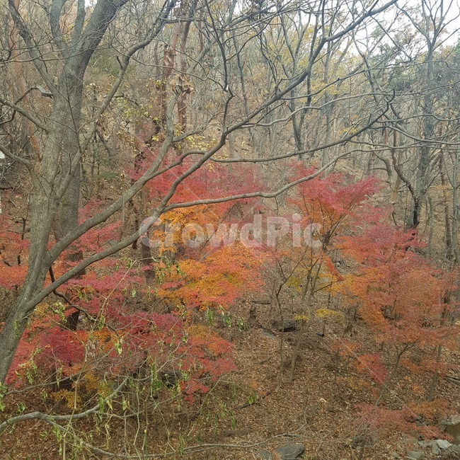 단풍,자연,가을,배경,단풍나무,식물,나무,가을,계절,fall,autumn,season,식물,자연,plants,nature,나무,trees,wood