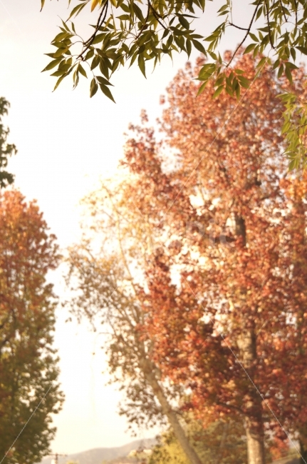 단풍,가을,나무,나뭇잎,풍경,감성,고독,마을,건조,Fall,Autumn,RedLeaves,Leaf,Tree,Landscape,Dry,Nobody,자연,풍경,nature,landscape,가을,계절,fall,autumn,season,tree,plant,식물,leaf,잎