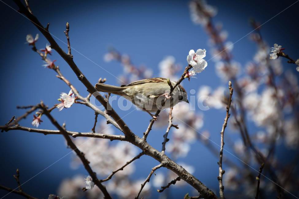 참새,새,봄,벚꽃,나무,cherryblossoms,감성,동물,animal,조류,새,birds