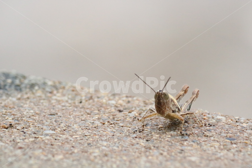 곤충,방아깨비,초록곤충,여름,장마,흙탕물,콘크리트,동물,animal,곤충,벌레,insect,bug