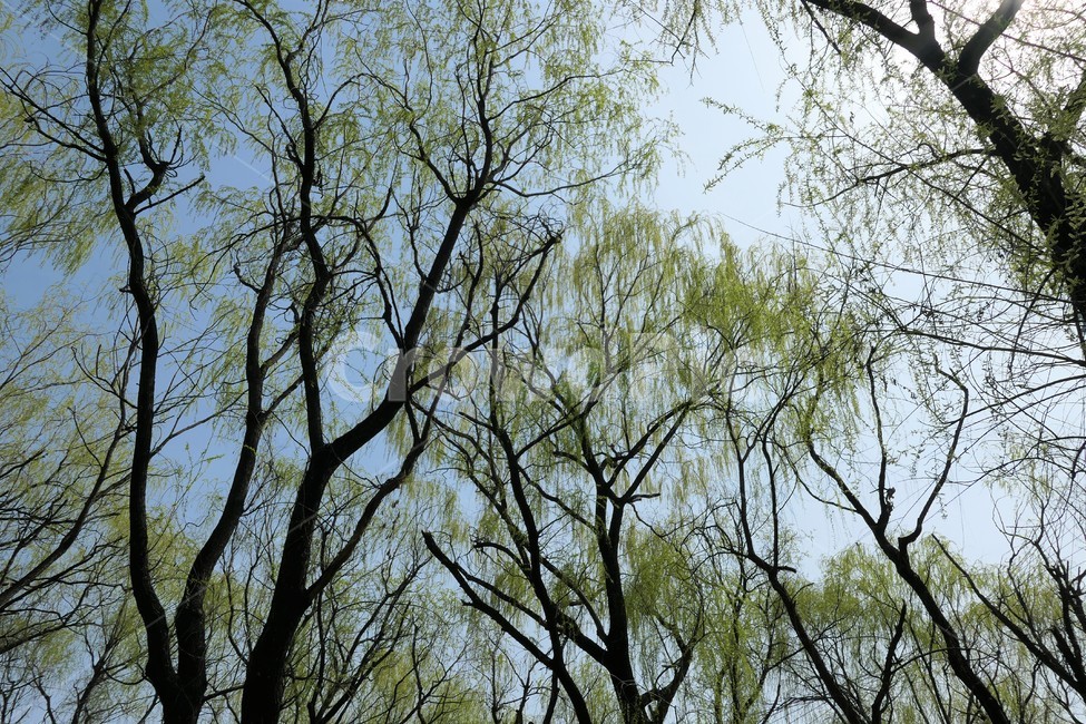 자연,샛강,봄,나무,풀,꽃,초록,숲,식물,자연,plants,nature