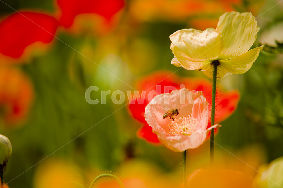꽃,양귀비,벌,자연,식물,식물,자연,plants,nature,꽃,flower,곤충,벌레,insect,bug