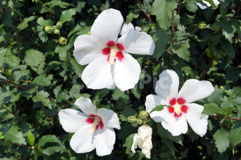 무궁화,꽃,식물,자연,여름,공원,식물원,화원,mugunghwa,flowers,plants,nature,summer,parks,botanicalgardens
