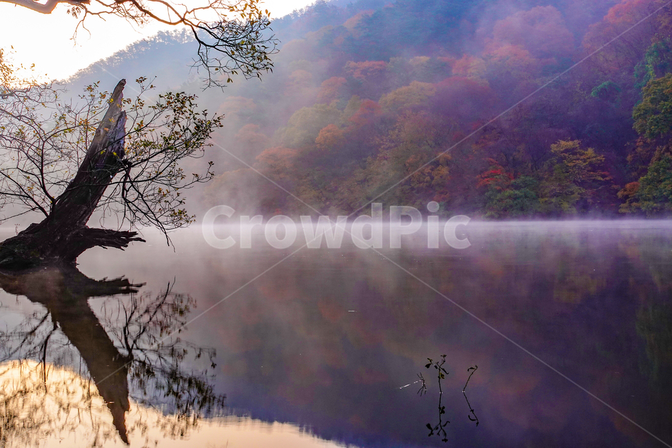 nature,자연,저수지,반영,고목,안개,일출,주산지,가을,단풍,청송군,산,자연,풍경,nature,landscape