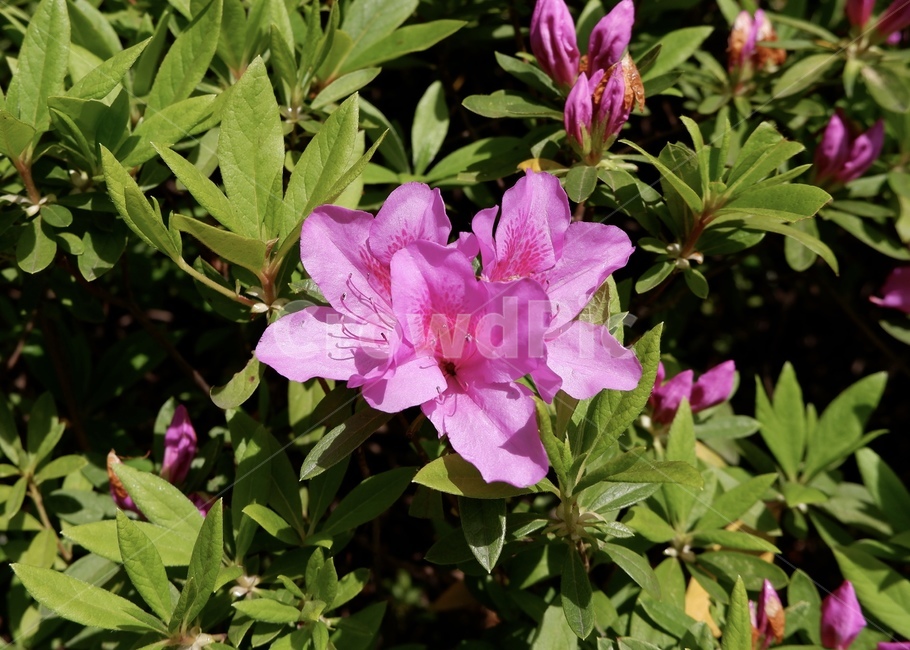 진달래,봄,봄꽃,꽃밭,plant,식물,blossom,꽃,flower