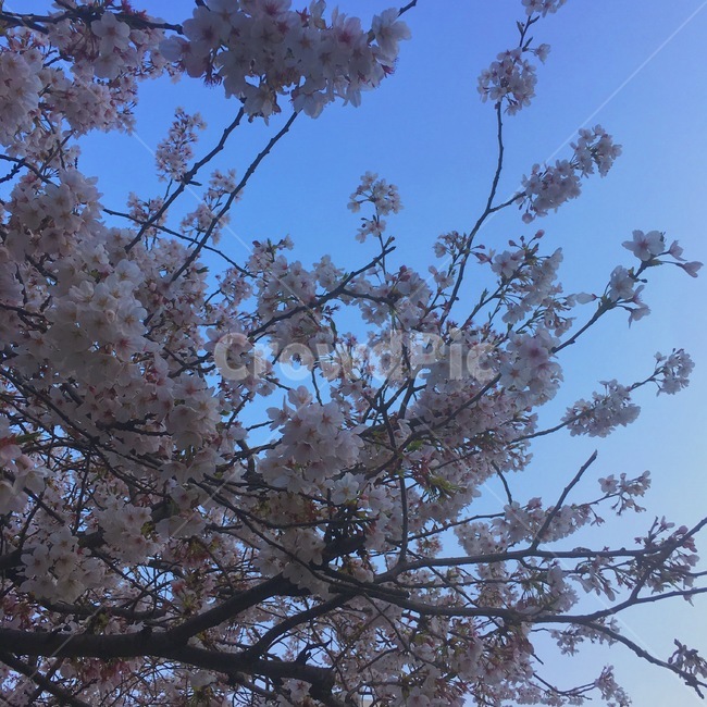 봄,벚꽃,꽃,나무,하늘,자연,봄,계절,spring,season,plant,식물,blossom,flower,cherry blossom
