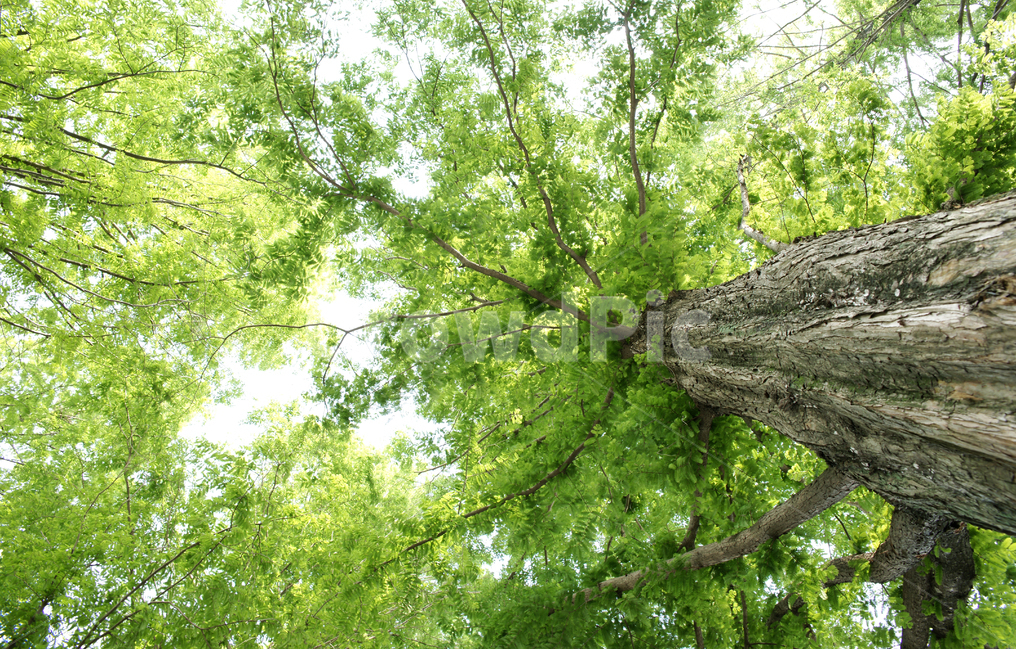 나무,숲,기둥,하늘,녹색,tree,forest,summer,green,leaf,나뭇잎,여름,봄,식물,식물,자연,plants,nature,나무,trees,wood