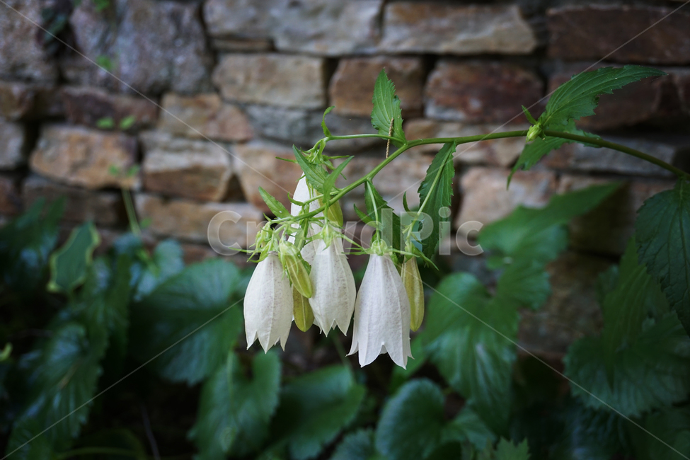 초롱꽃,여름,꽃,campanulapunctata,자연,돌담,흰색,초록색,초롱꽃과,flower,nature,summer,white,green,bloom,식물,자연,plants,nature,꽃,flower