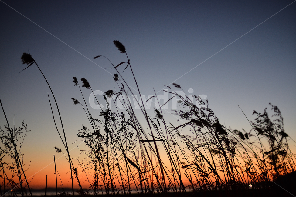 석양,풍경,야경,나무,노을,저녁,자연,자연,풍경,nature,landscape,실루엣,그림자,silhouette,shadow,grass,잔디,plant,식물,lawn,reed,갈대,bird,새,animal,동물