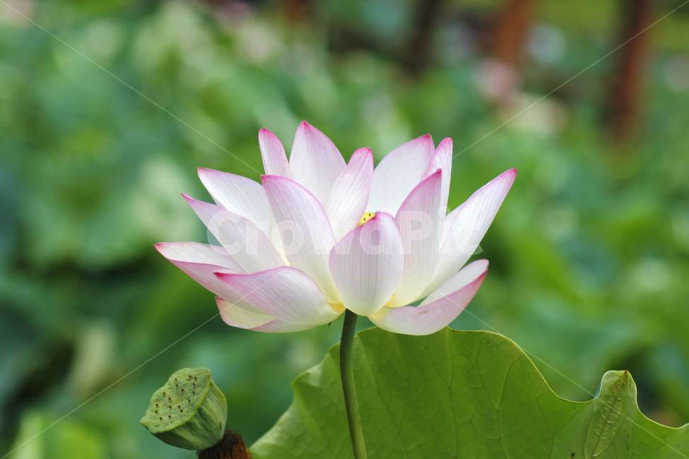 plant,식물,flower,연못백합,lotus,연꽃