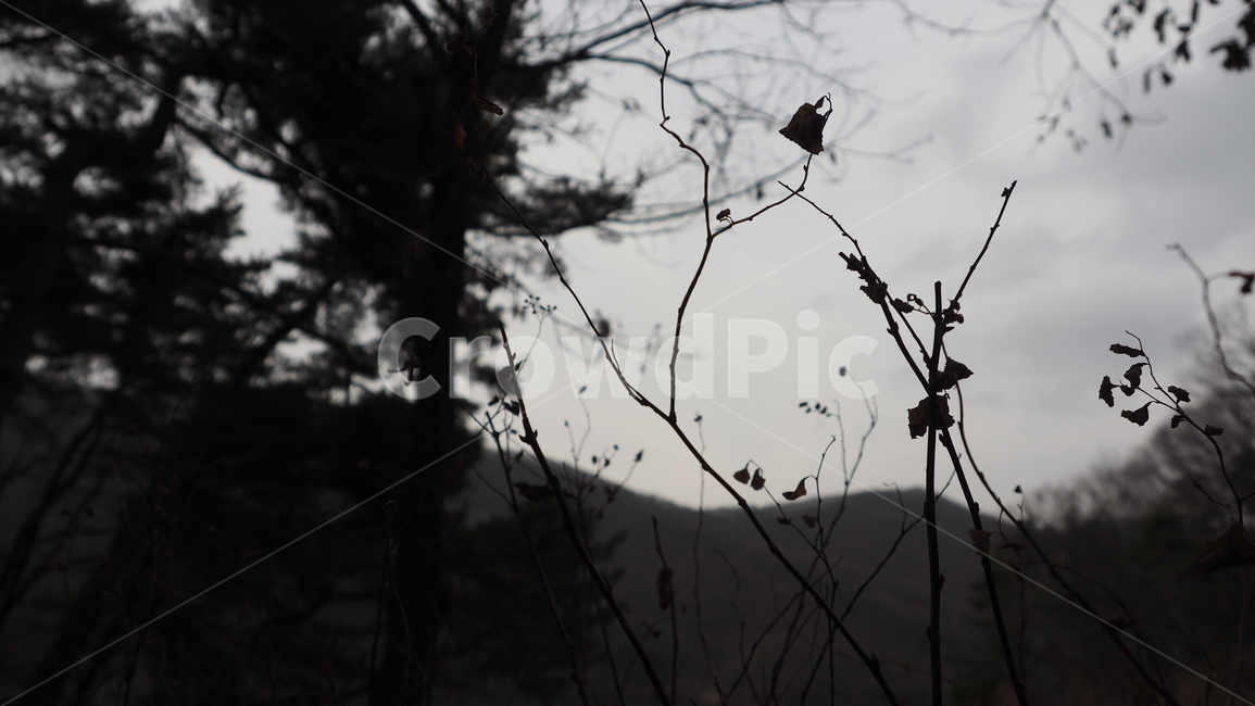 야생화,식물,야외,wildflower,plant,outdoor