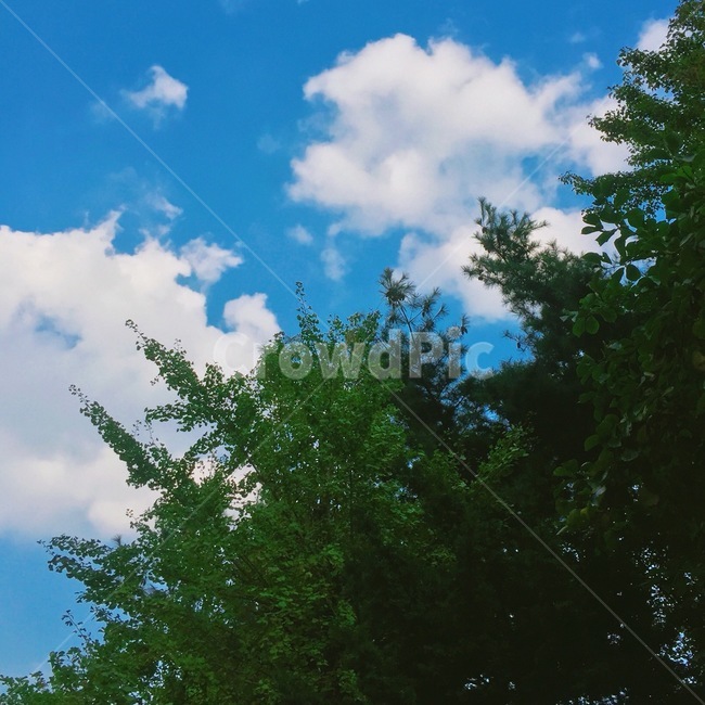 나무,하늘,사선,감성사진,자연,nature,tree,옥외,sky,배경화면,자연,풍경,nature,landscape,plant,식물,fir,전나무,outdoors