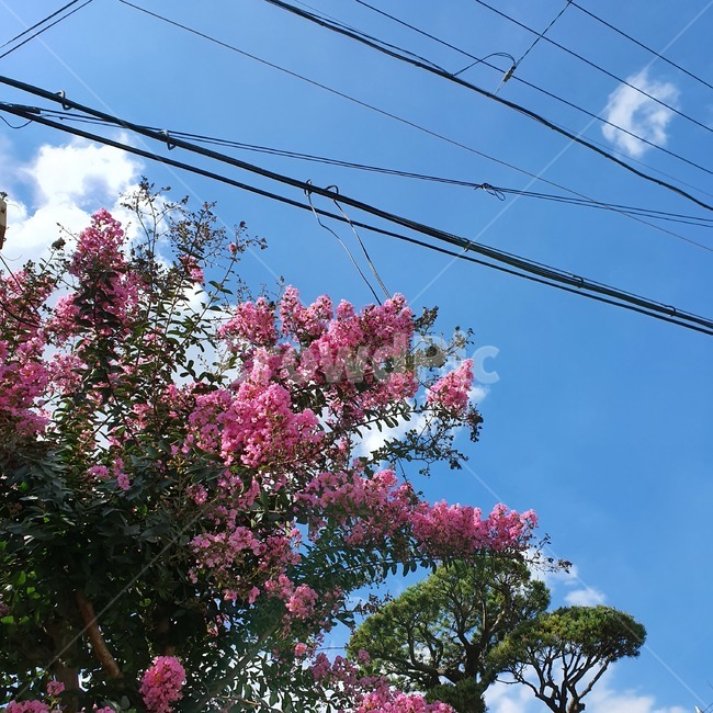 하늘,꽃,구름,flower,자연,나무,잎,식물,자연,plants,nature,꽃,flower