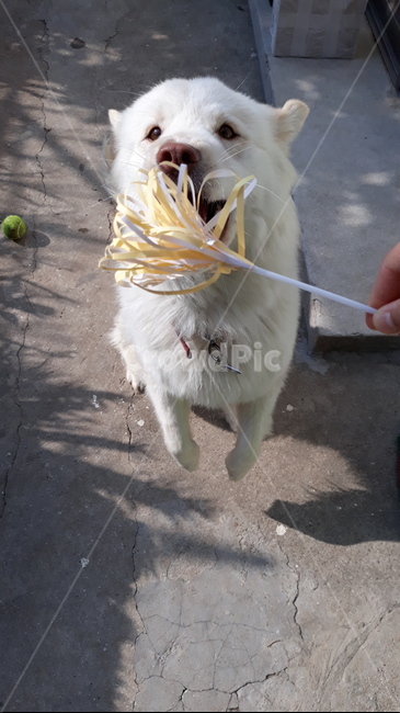 강아지,반려동물,삽살개,애완동물,동물