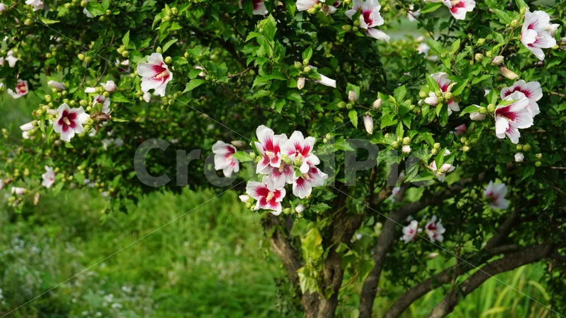 무궁화,꽃,플라워,식물,자연,이파리,꽃봉오리,나무,국화,한국,flower,nature,tree,꽃사진,감성,감성사진,계절,season,풍경,landscape,plants,여름꽃,경치,접사,마크로,macro,힐링,healing,snap,스냅,식물,자연,plants,nature,꽃,flower