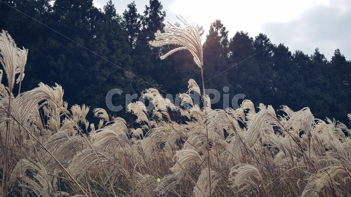 제주도,억새,억새밭,가을,풍경,가을,계절,fall,autumn,season,grass,잔디,plant,식물,lawn,reed,갈대