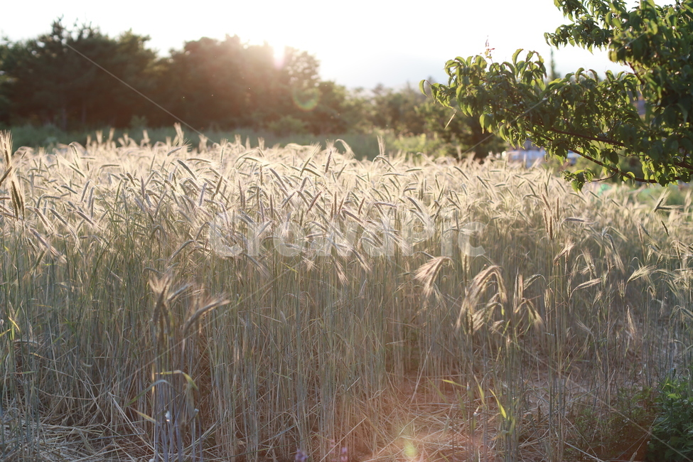 호밀,호밀밭,일몰,식물,풍경,농작물,가을,계절,fall,autumn,season,식물,자연,plants,nature,grass,잔디,plant