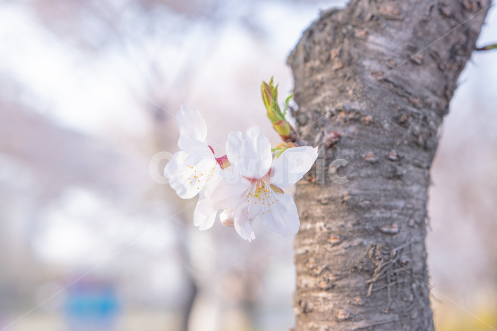 벚꽃,4월,cherryblossom,꽃,봄,spring,april,flower,plant,식물,자연,화사함,예쁘다