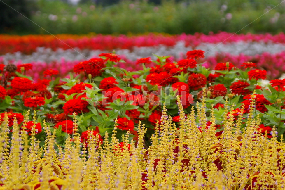 꽃,식물,blossom,flower,plant,화단,식물,자연,plants,nature,꽃,flower