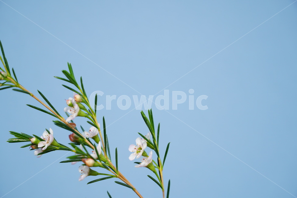 왁스,왁스사진,왁스꽃사진,꽃사진,꽃,식물,자연,plants,nature,꽃,flower