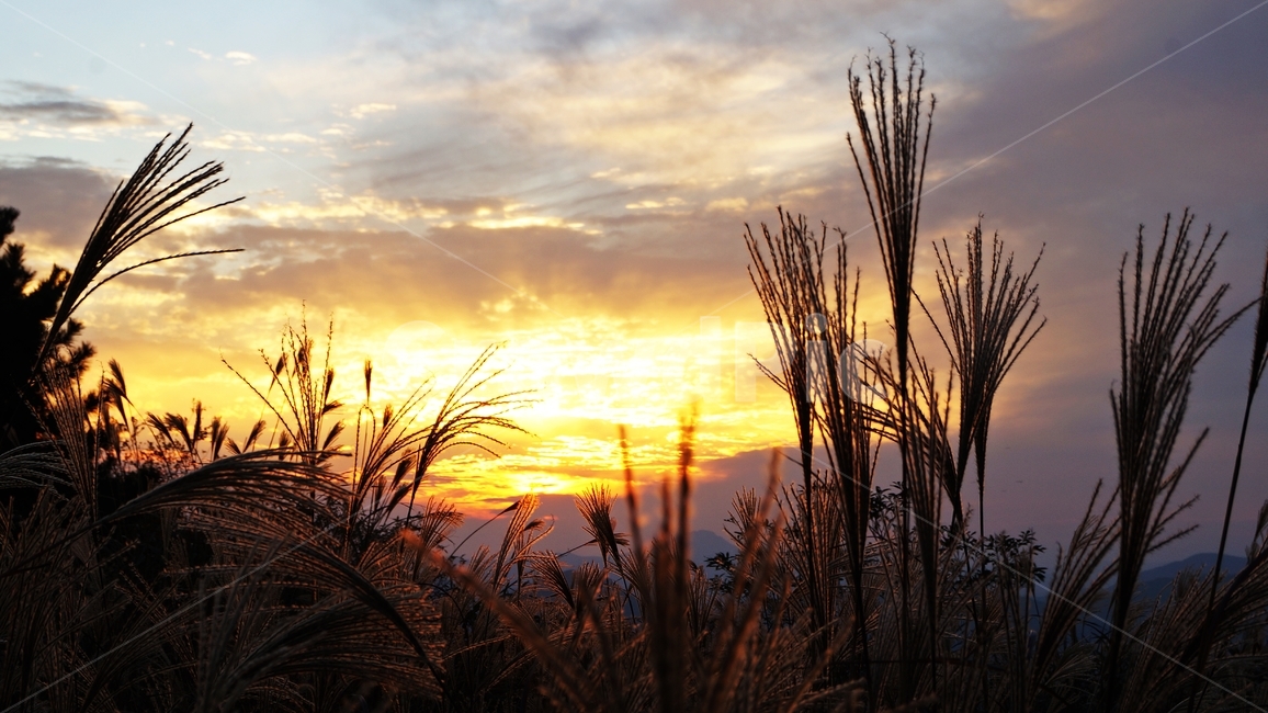 가을,가을산,가을풍경,억세,엑세풀,자연,풍경,nature,landscape,grass,잔디,plant,식물,lawn,reed,갈대