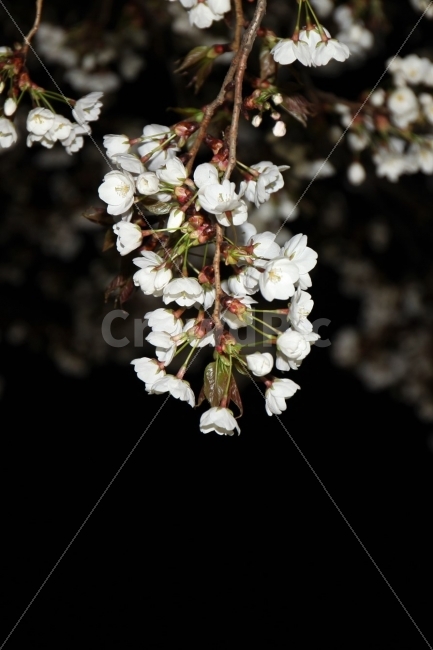 벗꽃,여의도,4월,야경,밤,식물,자연,plants,nature,봄,계절,spring,season,꽃,flower,plant