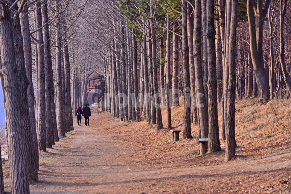 겨울풍경,한국자연경관,힐링,가로수길,자연,nature,background,겨울나무,백그라운드,야외,옥외,아웃도어,outdoor,healing,평화로운,식물,plant,tree,나무,person,사람,human,인간,나무줄기,통로,길,워킹,walking,산책로,걷다,남녀,커플,연인,사람들,road,흙길,땅,대지