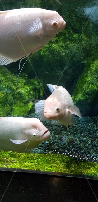 아쿠아리움,옥돔,물고기,바다생물,수족관,동물,animal,어류,물고기,fish