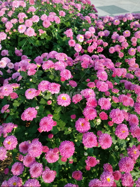 국화,꽃,plant,식물,flower,다년생초본식물,오상고절,관상식물,소국,식물,자연,plants,nature,꽃,flower