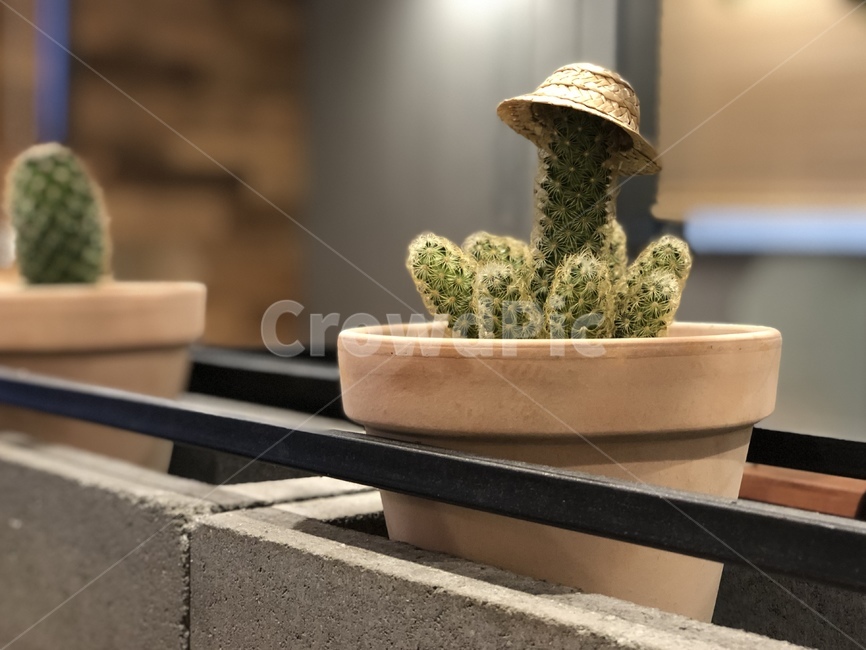 선인장,식물,화분,cactus,plant,pot