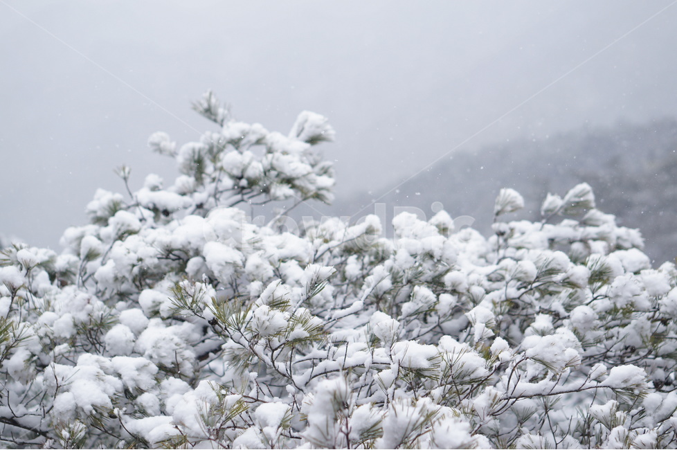 용봉산,겨울,눈,풍경,소나무,눈송이,겨울,계절,winter,season,식물,자연,plants,nature