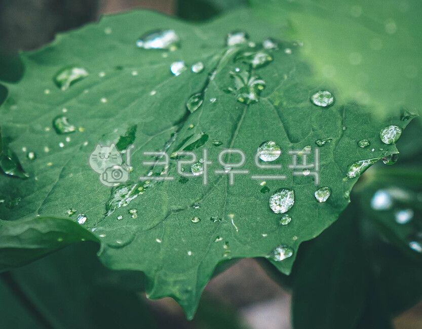 꽃,꽃물방울,잎물방울,물방울,잎,식물,작은물방울,식물,자연,plants,nature