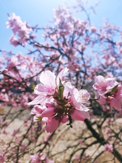 plant,식물,flower,꽃,blossom,식물,자연,plants,nature,꽃,flower
