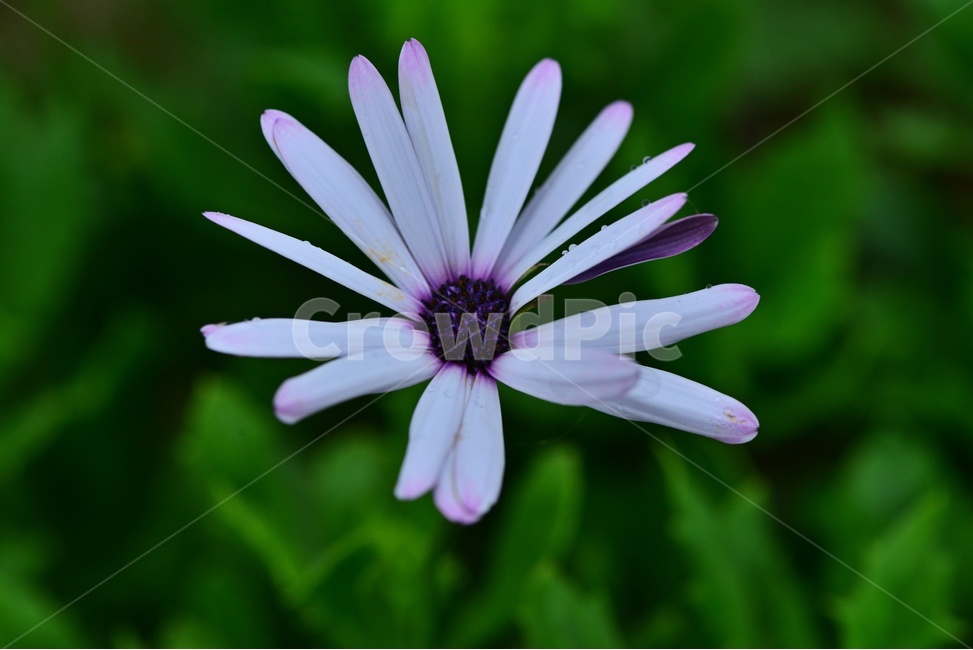 plant,식물,blossom,flower,꽃,daisy,daisies,데이지
