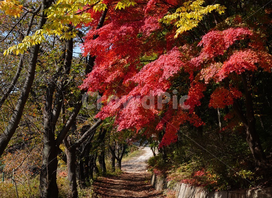 단풍,노랑,붉게,물든,낙엽길,가을,계절,fall,autumn,season,tree,나무,plant,식물,leaf,잎,maple