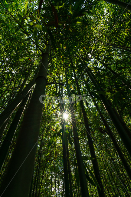 light,빛,flare,플레어,초록,초록색,green,대나무,bamboo