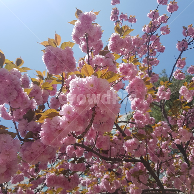 plant,식물,blossom,꽃,flower,봄,벚꽃