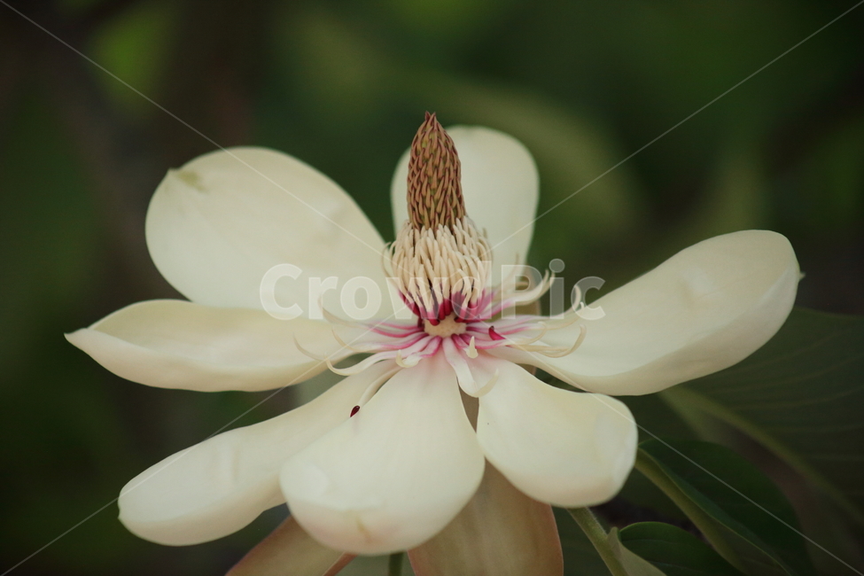 후박나무,일본목련,꽃,봄,magnoliaobovata