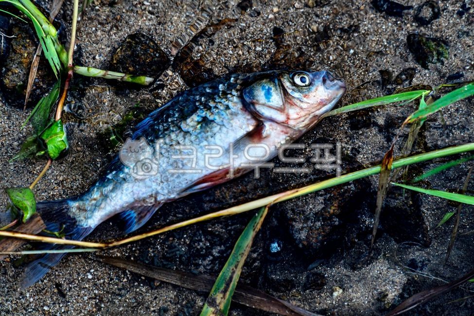 붕어,carp,물고기,fish,생선,어류,동물,animal,자연,nature,해양생물,sealife,계곡,하천,자연환경