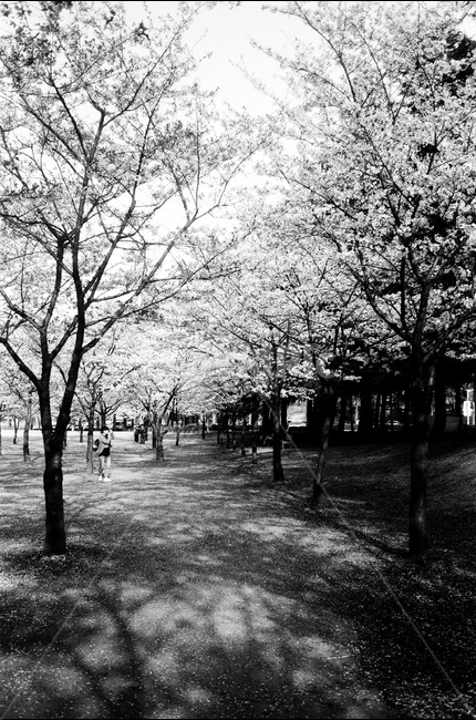 벚꽃,벚나무,나무,봄,꽃,봄꽃,cerryblossom,spring,4월,흑백,봄,계절,spring,season,식물,자연,plants,nature,나무,trees,wood,흑백,모노톤,monochrome,black and white,park,공원,plant,outdoors,옥외,grass,잔디,lawn,tree,grove,작은 숲,vegetation,초목,land,땅,woodland,삼림지,forest,숲