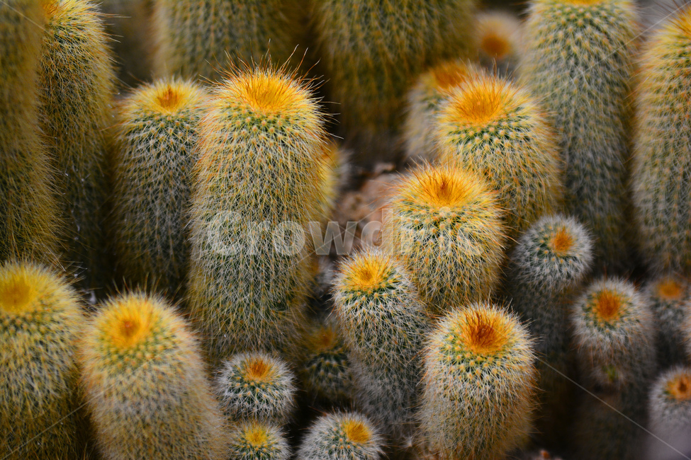 선인장,다육식물,디육이,식물,가시,아열대식물,cactus,다육질,사막,plant,식물원,열대식물,예리함,날카로움,상처,주의,보호,군락지,방어,thorn,식물,자연,plants,nature