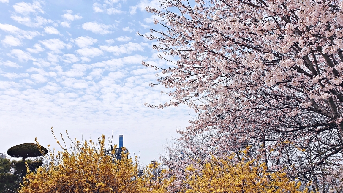 벚꽃,벚꽃놀이,꽃,나무,벚꽃나무,개나리,봄,봄철작물,tree,plant,flower,푸른하늘,구름,하늘,sky,blue,spring,봄,계절,spring,season,자연,풍경,nature,landscape,식물