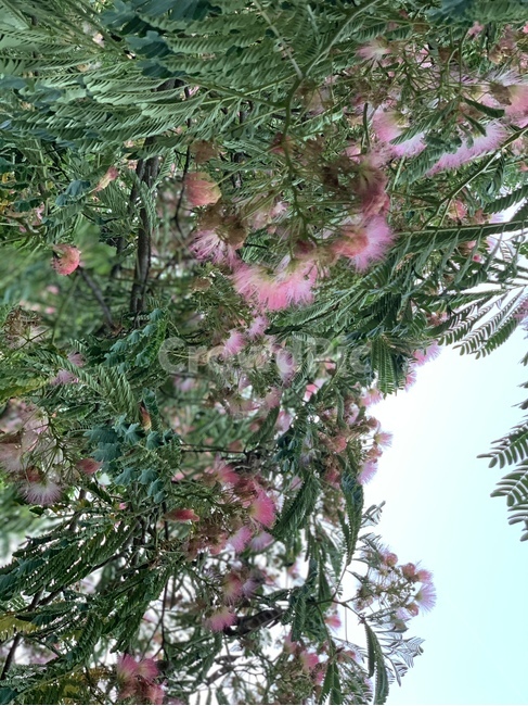 tree,나무,plant,식물,꽃,flower,blossom,자연,nature