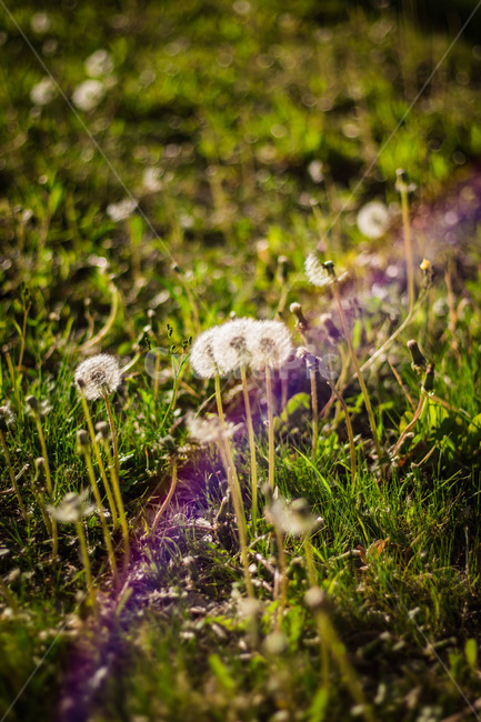 민들레,감성사진,꽃,봄,자연,식물,식물,자연,plants,nature,꽃,flower