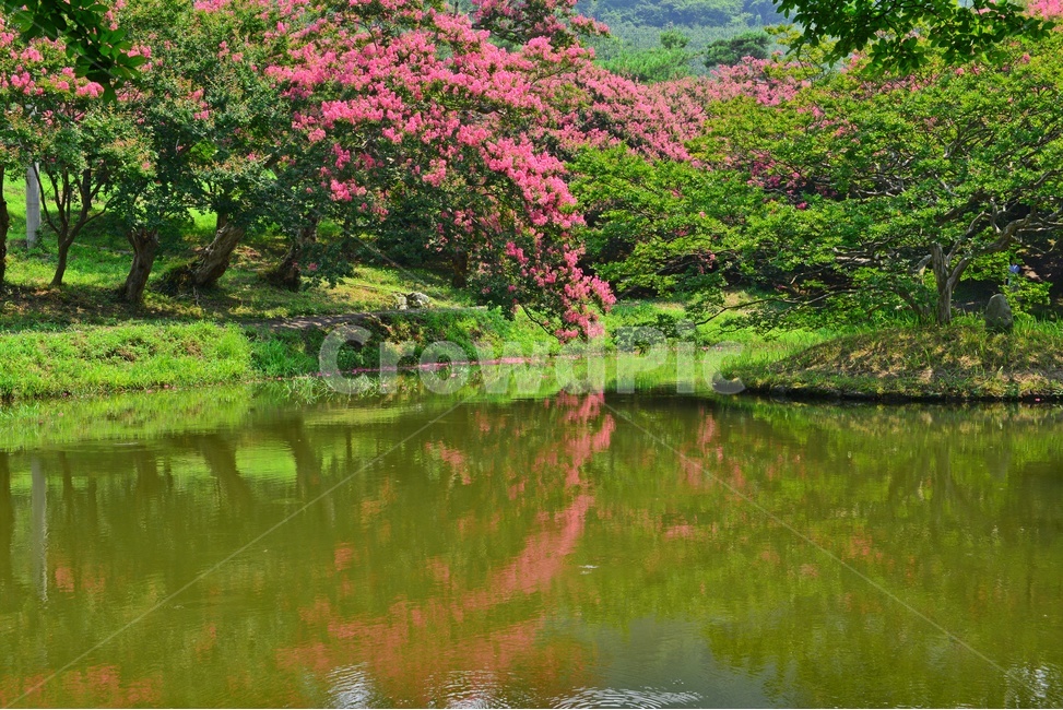 담양명옥헌,명옥헌원림,배롱나무,명옥헌배롱나무,명옥헌연못,outdoors,옥외,nature,자연,water,물,자연,풍경,nature,landscape