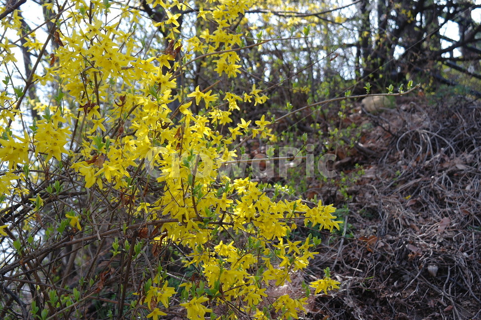 봄,벗꽃,개나리,자연,꽃,봄,계절,spring,season,식물,자연,plants,nature,꽃,flower,plant,tree,나무