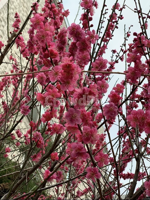 꽃,담장,꽃봉오리,분홍색,나무,봄,계절,spring,season,식물,자연,plants,nature,꽃,flower,plant,cherry blossom,벚꽃,blossom