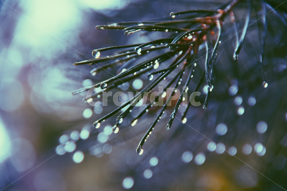 소나무,물방울,색감,감성,느낌,색채,색깔,rain,tree,빗방울,식물,자연,plants,nature,감성,sensible,feeling
